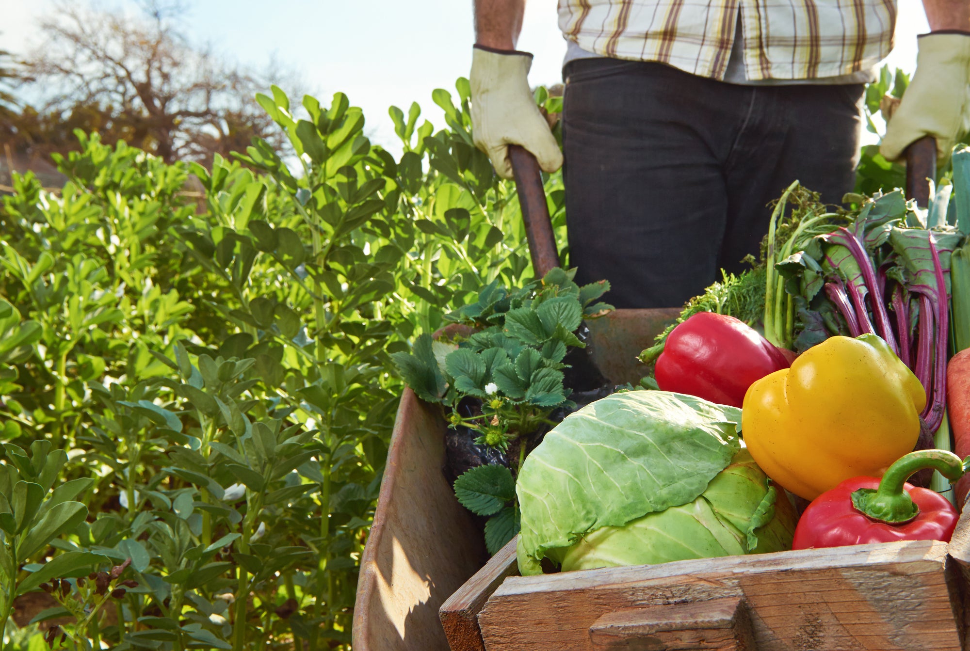 OFFRE VEGETARIENNE VEGANE BE header image