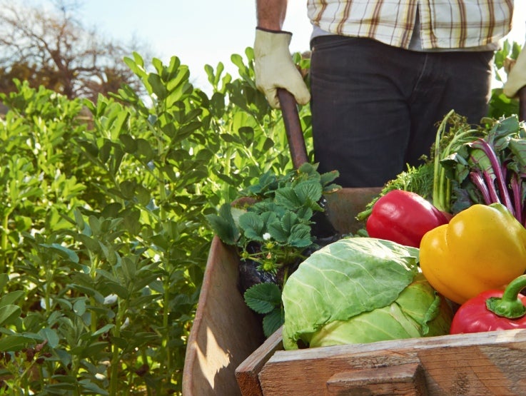 OFFRE VEGETARIENNE VEGANE BE header image